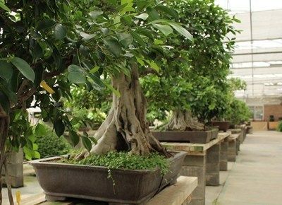 Bonsai d\'olivera