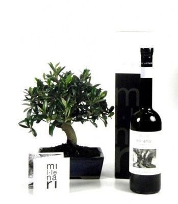 Bonsai Olivo
